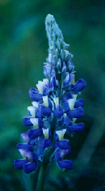 Floral Nootka Lupine 