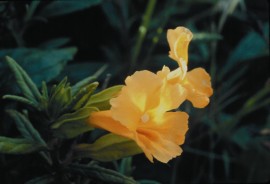 Floral Sticky Monkeyflower 