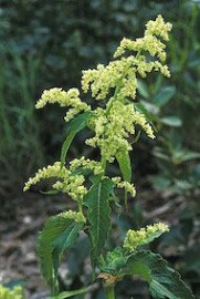 Floral Wild Rhubarb 