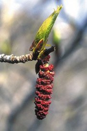 Floral Balsam Poplar 