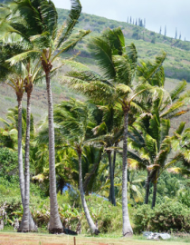 Floral Coconut Palm