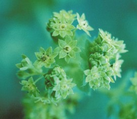 Floral Lady's Mantle 