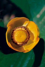 Floral Yellow Pond Lily 