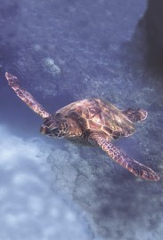 Essncia Marinha Sea Turtle PAC