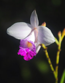 Floral Bamboo Orchid 