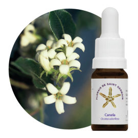 Floral Canela 10 ml