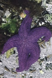 Essncia Marinha Starfish 