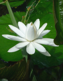 Floral White Pond Lily
