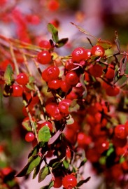 Floral Red Huckleberry 