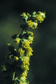 Floral Mugwort 