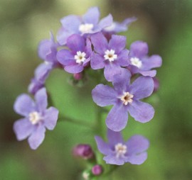 Floral Mountain Forget Me Not 