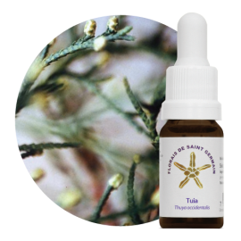 Floral Tuia 10 ml