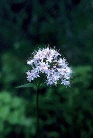 Floral Valerian 