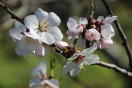 Floral Almond 