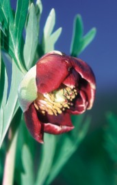 Floral Califrnia Peony 