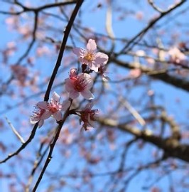 Cerejeira Rosa   Validade Pr�xima