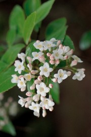 Floral Viburnum 