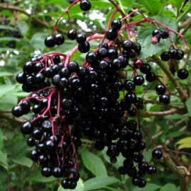 Floral Elderberry 