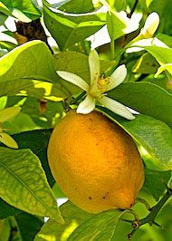 Floral Lemon 