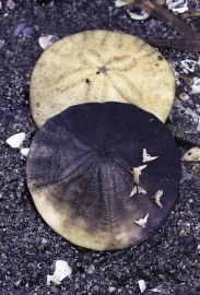 Essncia Marinha Sand Dollar 