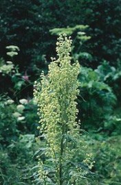 Floral Mountain Wormwood 