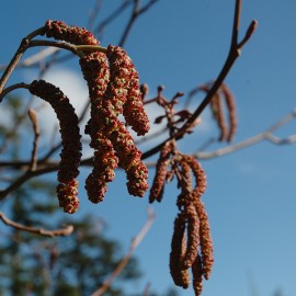 Floral Alder PAC 