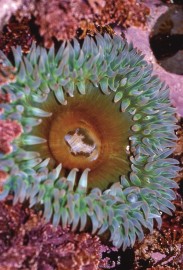 Essncia Marinha Anemone 