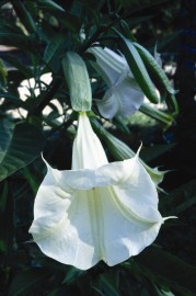 Floral Angel's Trumpet 