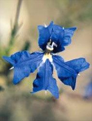 Floral Living Essences Blue Leschenaltia 15 ml