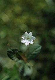 Floral Starflower 