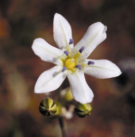 Floral Glassy Hyacinth 