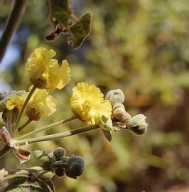 Douradinha do Campo    Validade Pr�xima