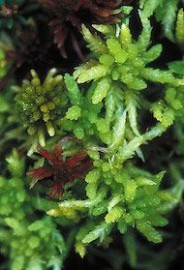 Floral Sphagnum Moss