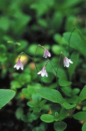 Floral Twinflower 