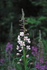 Floral White Fireweed 