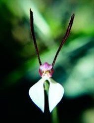 Rabbit Orchid Florais da Living Essences 15 ml