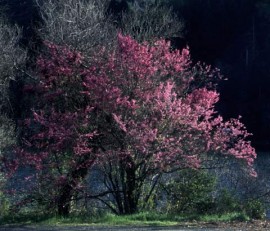 Floral Redbud 