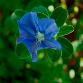 Floral Azulzinha 10 ml