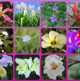 Rendi��o F�rmula de Gaia 10 ml