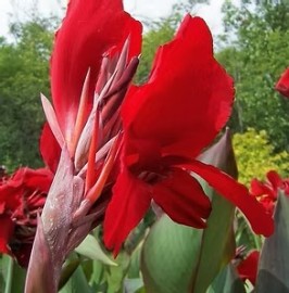 Caet� Vermelho   Validade Pr�xima