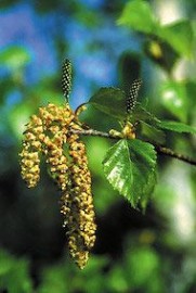 Floral Paper Birch 