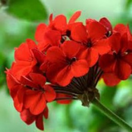 Floral Gernio Vermelho 10 ml