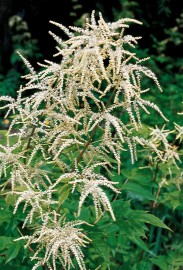 Floral Goatsbeard PAC