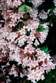 Floral Weigela 