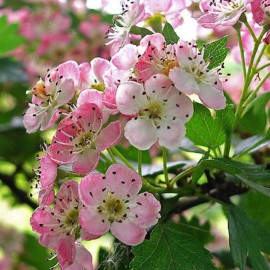 Floral Hawthorn PAC 