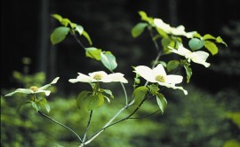 Floral Dogwood 