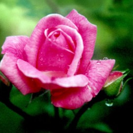 Floral Rosa de Cricima 10 ml