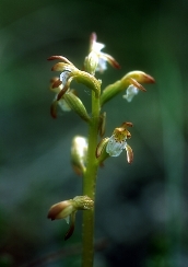 Northern Coral Root Floral do Alaska 