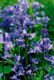 Floral Bluebell 