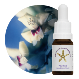 Floral Pau Brasil 10 ml